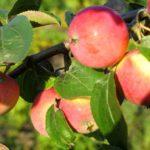 แอปเปิ้ลสุก