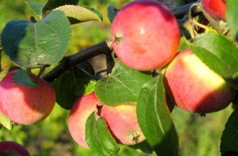 แอปเปิ้ลสุก