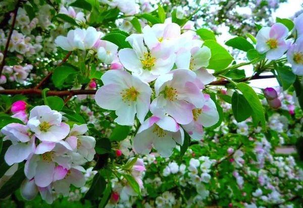 ดอกแอปเปิ้ลบาน