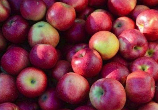 การเก็บแอปเปิ้ล