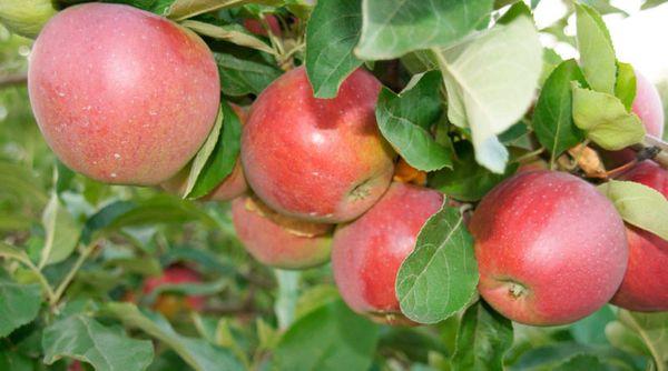 ผลไม้และใบไม้