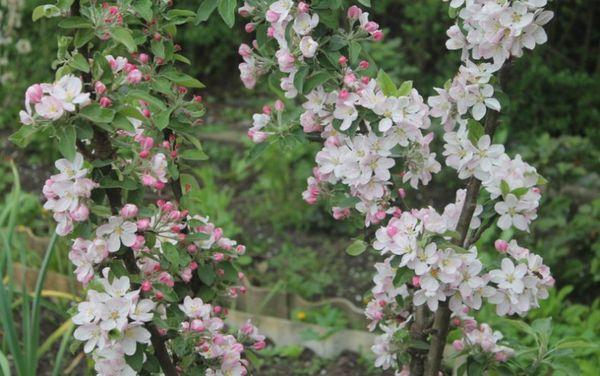 ดอกแอปเปิ้ล