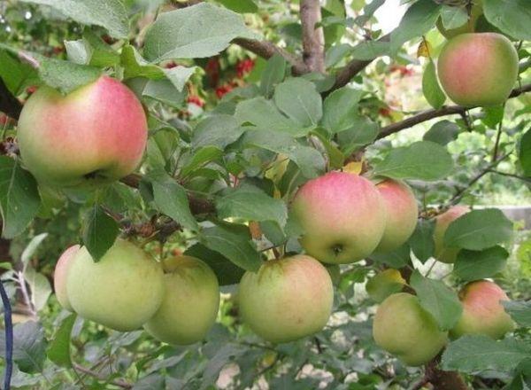 การปกป้องต้นไม้