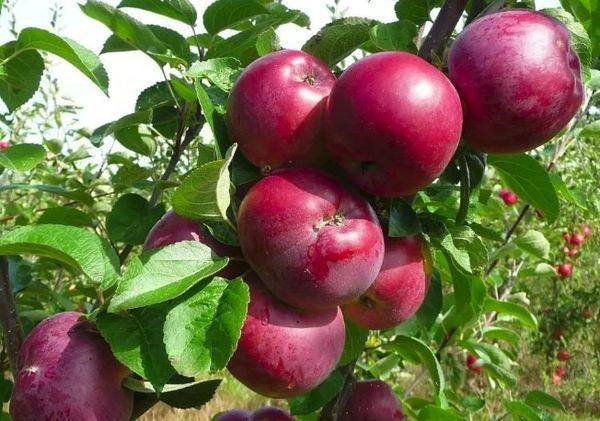 แอปเปิ้ลสีแดง