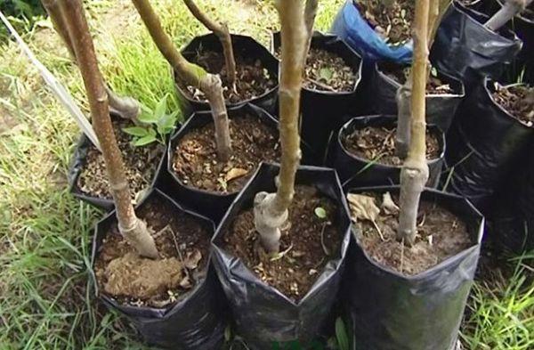 ต้นกล้าต้นแอปเปิ้ล