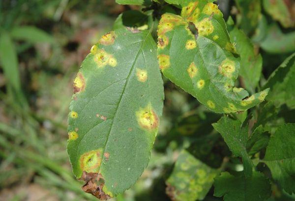 ใบที่ติดเชื้อ