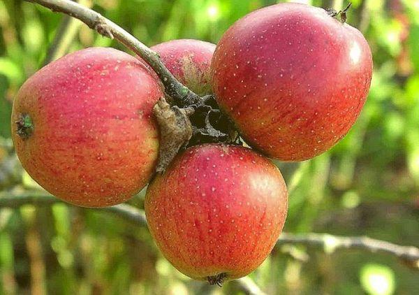 กิ่งที่มีแอปเปิ้ล