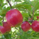 ต้นแอปเปิ้ล Berkutovskoye