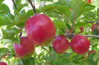 ต้นแอปเปิ้ล Berkutovskoye