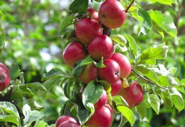 ต้นไม้ที่มีผล