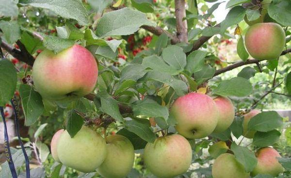 maturation des pommes