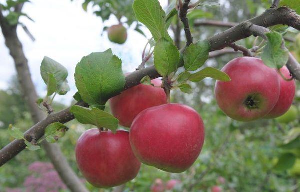 une branche avec des pommes