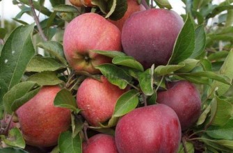 แอปเปิ้ลสีแดง