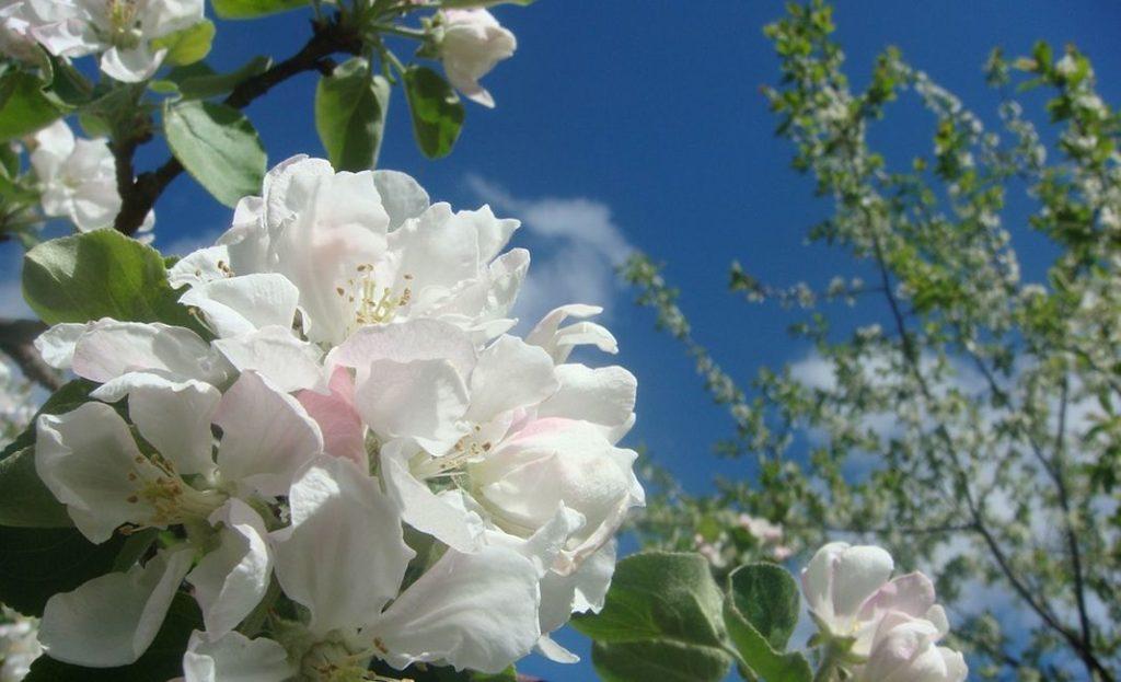 ดอกแอปเปิ้ล