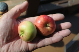 แอปเปิ้ลในฝ่ามือของคุณ