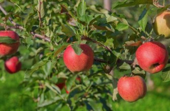 ผลแอปเปิ้ล