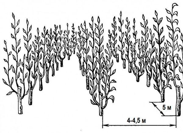 Projet de plantation de pommiers