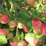 ต้นแอปเปิ้ลแคนดิล