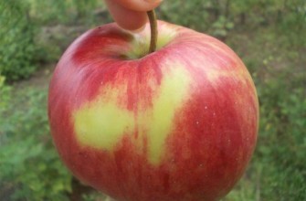 แอปเปิ้ลสุก