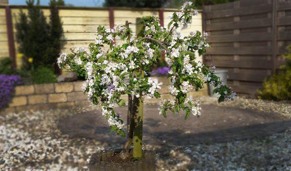 ต้นแอปเปิ้ลที่กำลังออกดอก