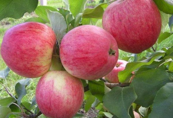 แอปเปิ้ลสุก