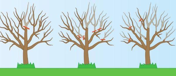 การตัดแต่งต้นแอปเปิล