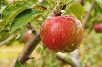 แอปเปิ้ลบนกิ่ง