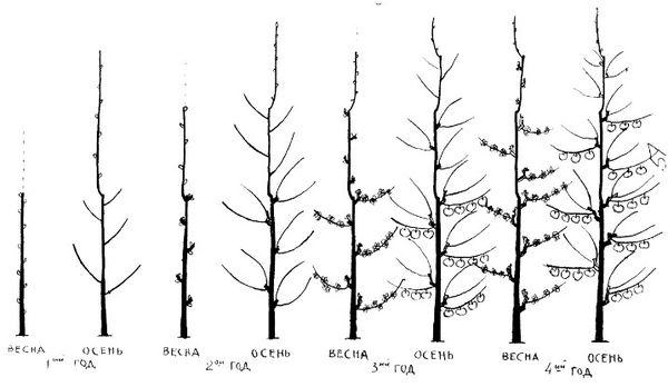 การตัดแต่งต้นแอปเปิล