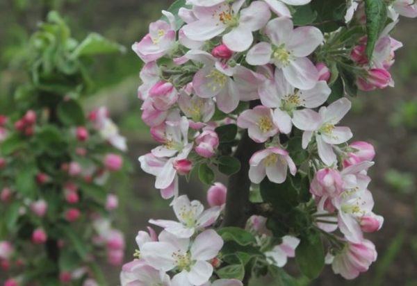 การออกดอกและแมลงผสมเกสร