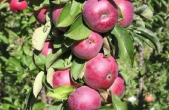 แอปเปิลทรงเสา