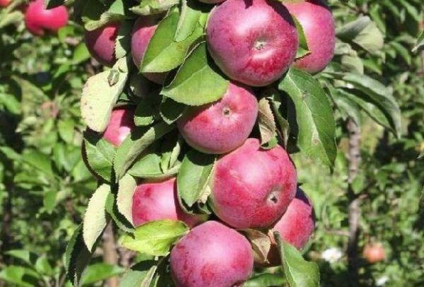 แอปเปิลทรงเสา