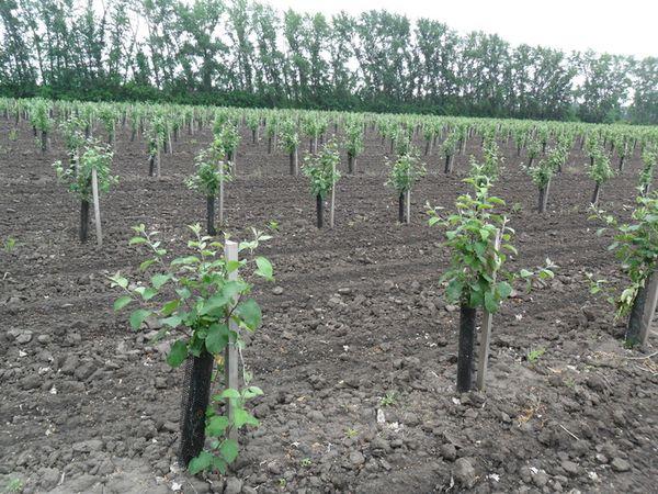 Planter un verger de pommiers