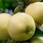 กิ่งที่มีแอปเปิ้ล