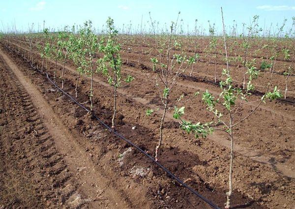 Travaux d'irrigation