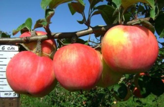 ผลไม้แห่งความสุข