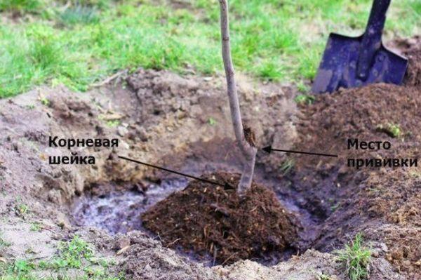 การปลูกต้นกล้า