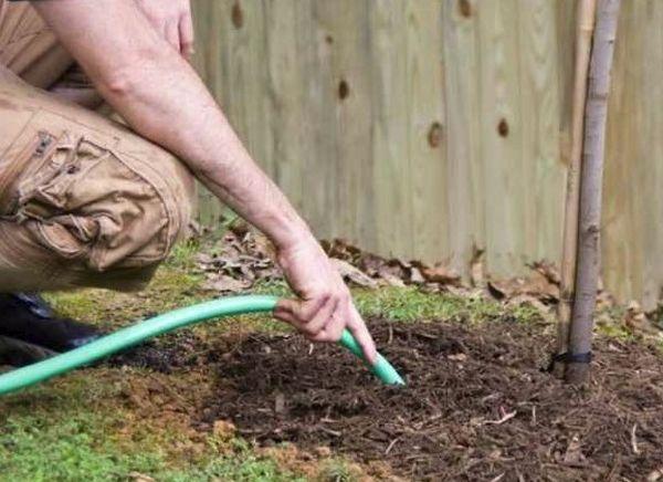 การรดน้ำต้นแอปเปิ้ล