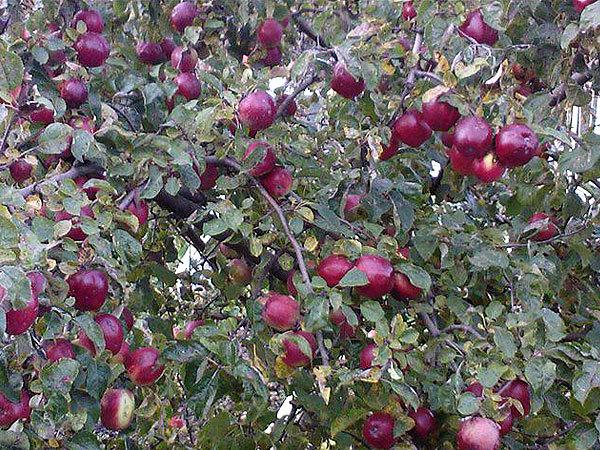 ต้นแอปเปิ้ลที่เดชา