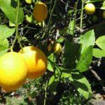 มะนาวในสวน