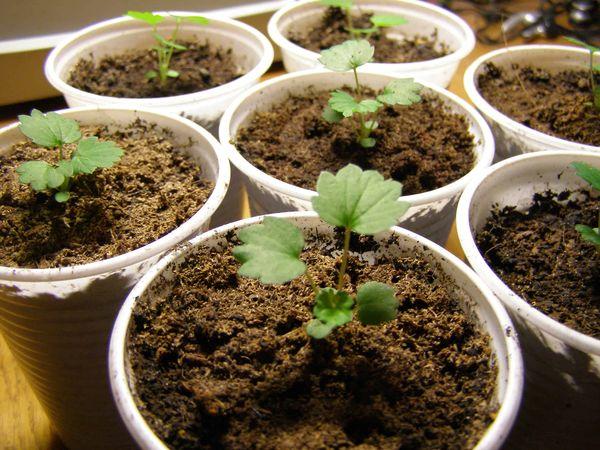 ภาชนะใส่ต้นกล้า