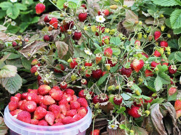 สตรอเบอร์รี่สุก