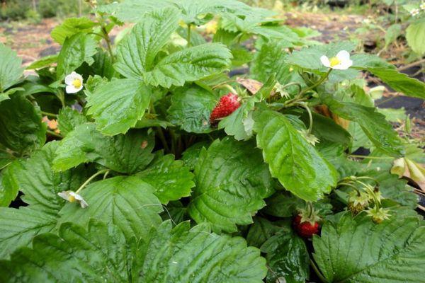 ต้นสตรอเบอร์รี่