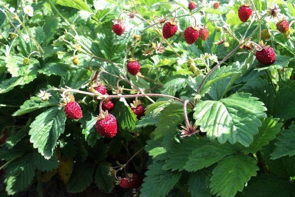 หน่อไม้เบอร์รี่