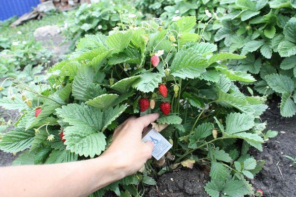 การปลูกสตรอเบอร์รี่