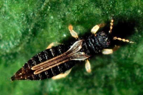 Thrips des serres