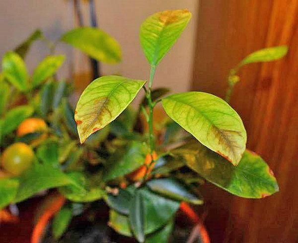 Maladie de la tristesse