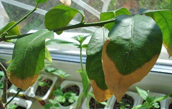 Pourquoi les feuilles de mon mandarinier jaunissent-elles et que faire ? Maladies et ravageurs des arbres