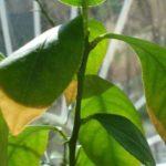 การทำให้ใบไม้แห้ง