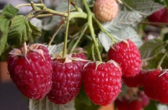 ราสเบอร์รี่สุก