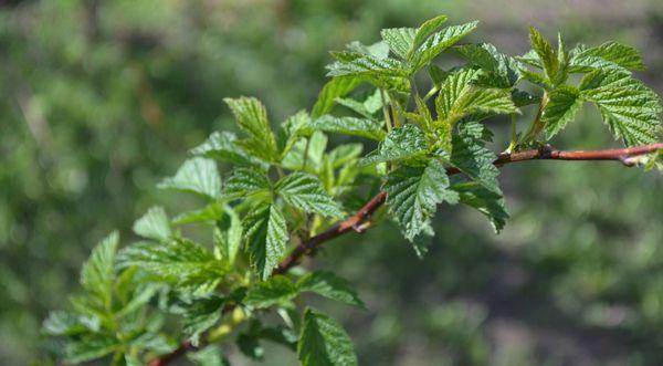 ใบราสเบอร์รี่